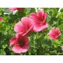 Malope trifida - Mauve entonnoir - BIODYNAMIQUE