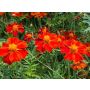 Tagetes erecta - Oeillet d'Inde - Tagète - BIODYNAMIQUE