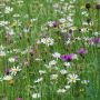 Mélange fleurs sauvages pour prairie sèche - BIO
