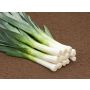 Poireau - Haldor - BIODYNAMIQUE