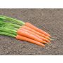 Carotte - Solvita - BIO