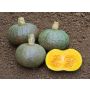 Potiron - Blue Kuri - BIODYNAMIQUE