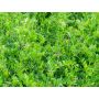 Vicia d'été (fourragère) - Vicia Sativa - 1 kg - BIO
