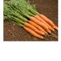 Carotte - Fine - BIODYNAMIQUE