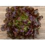 Salade feuille de chêne - Rubinette - BIO
