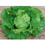 Laitue iceberg - Mythos - BIODYNAMIQUE