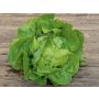 Laitue pommée - Lucinde - BIODYNAMIQUE