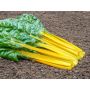 Bette jaune - Pirol - BIODYNAMIQUE