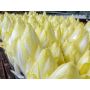 Endive - Macun - BIODYNAMIQUE - 50% de remise pour cause de germination réduite