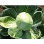 Chou blanc - Dowinda - BIODYNAMIQUE