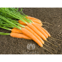 Carotte - Miranda - BIODYNAMIQUE - 70% de remise pour cause de germination réduite