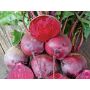 Betterave rouge - Gesche - BIO - 50% de remise - germination réduite