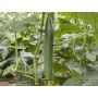 Concombre - Cleopha - BIODYNAMIQUE