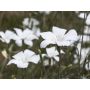 Agrostemma gracilis - Nielle frêle - BIODYNAMIQUE