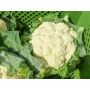 Chou-fleur - Amabile - BIO
