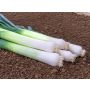 Poireau d'été - Kulaures - BIODYNAMIQUE