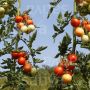 Tomate cerise - Resibella - BIODYNAMIQUE