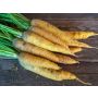 Wortel - Gelbe Gochsheimer - BIODYNAMISCH