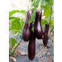 Aubergine - Violette Lunga 3 - BIO - 50% de remise - germination réduite