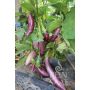 Aubergine - Tsakoniki - BIODYNAMIQUE