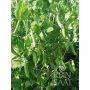 Pois à écosser - Douce Provence - BIO - 50% remise - germination réduite