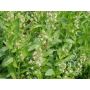 Reseda odorata - Réséda odorant - BIODYNAMIQUE