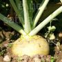 Rutabaga - Wilhelmsburger - BIODYNAMIQUE