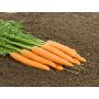 Carotte - Vitella - BIO