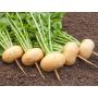 Navet - Petrowski - BIODYNAMIQUE - 50% remise - germination réduite