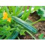 Courgette - Cocozelle von Tripolis - BIODYNAMIQUE