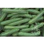 Courgette - Striato d'Italia - BIODYNAMIQUE