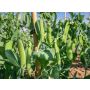 Pois Potager à écosser - Kleine Rheinländerin - BIO