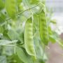 Pois mangetout / gourmands - Sweet Horizon - BIO