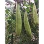 Courge éponge - Luffa Burete Verde - BIO