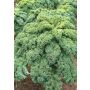 Chou vert - Westlandse Winter - BIO