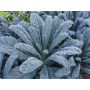 Chou palmier - Nero di Toscana - BIO