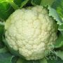 Chou-fleur - Goodman - BIODYNAMIQUE