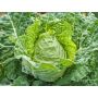 Chou de Milan - Vorbote 3 - BIO