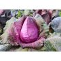 Chou rouge - Kalibos - BIODYNAMIQUE