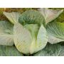 Chou blanc - Marwei - BIODYNAMIQUE