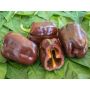 Poivron - Chocobel - BIODYNAMIQUE