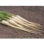 Panais - White Gem - BIODYNAMIQUE - 50% de remise - germination réduite