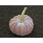Courge - Futsu Black - BIO