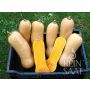 Courge - Butternut Waltham - BIO