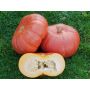 Courge - Rouge vif d'Etampes (Roter Zentner) - BIODYNAMIQUE