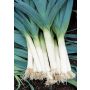 Poireau - Blaugrüner Winter/Atlanta - BIO - 50% de remise - germination réduite