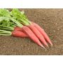 Radis rave - Ostergruss rosa 2 - BIODYNAMIQUE - 50% remise - germination réduite