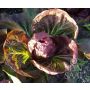 Radicchio - Palla Rossa 3 - BIO - 50% de remise - germination réduite