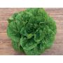 Laitue romaine - Valmaine - BIODYNAMIQUE - 50% de remise - germination réduite