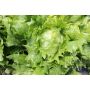 Laitue Iceberg - Regina dei ghiacci (Reine de glaces) - BIODYNAMIQUE